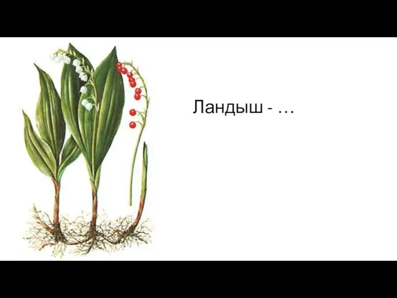 Ландыш - …