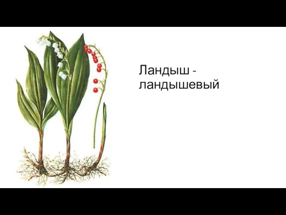 Ландыш - ландышевый