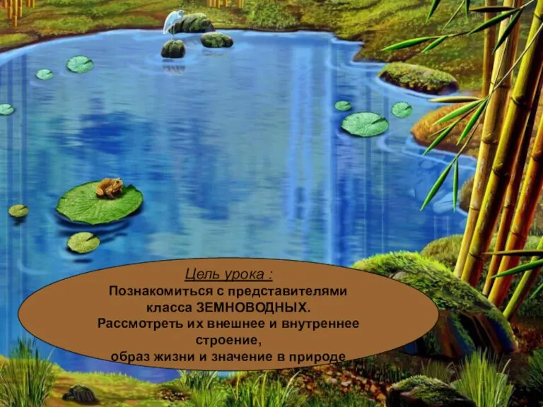 Цель урока : Познакомиться с представителями класса ЗЕМНОВОДНЫХ. Рассмотреть их внешнее и