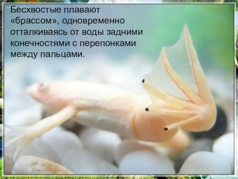 Бесхвостые плавают «брассом», одновременно отталкиваясь от воды задними конечностями с перепонками между пальцами.