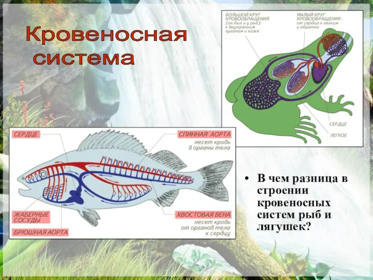 В чем разница в строении кровеносных систем рыб и лягушек? Кровеносная система