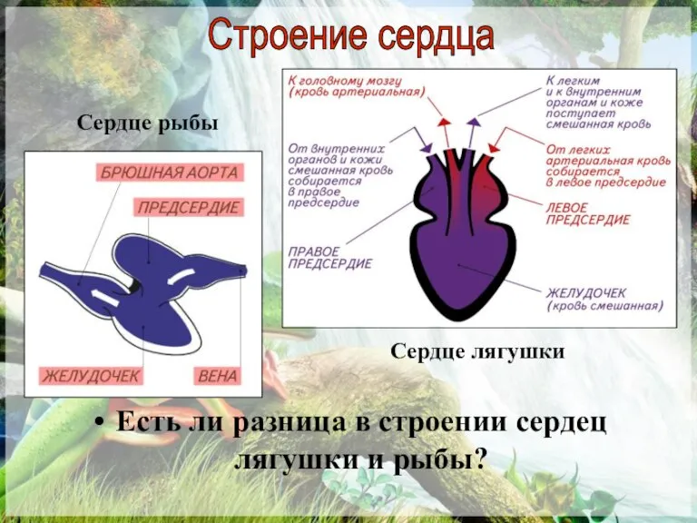 Есть ли разница в строении сердец лягушки и рыбы? Сердце рыбы Сердце лягушки Строение сердца