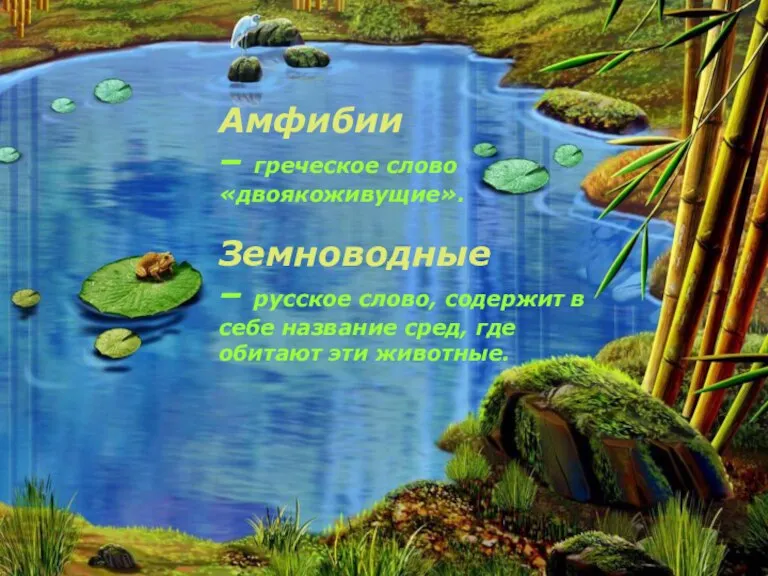 Амфибии – греческое слово «двоякоживущие». Земноводные – русское слово, содержит в себе