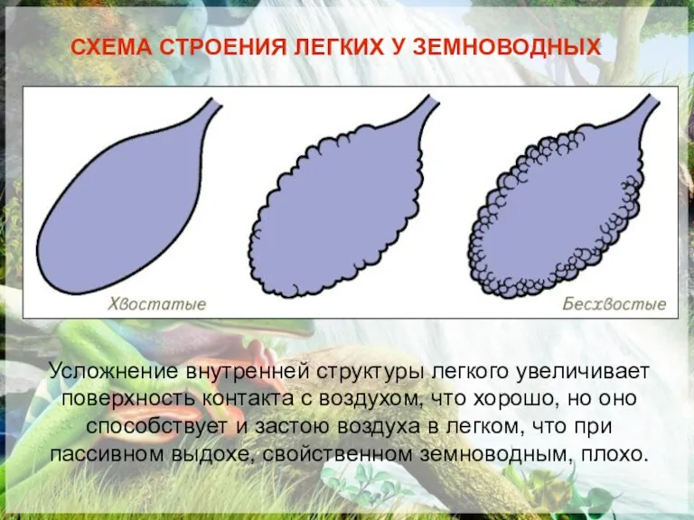 СХЕМА СТРОЕНИЯ ЛЕГКИХ У ЗЕМНОВОДНЫХ Усложнение внутренней структуры легкого увеличивает поверхность контакта