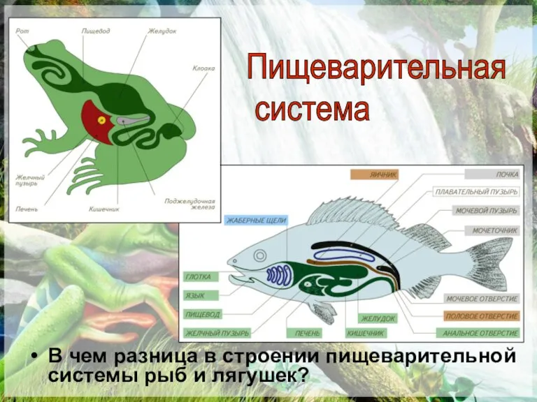 В чем разница в строении пищеварительной системы рыб и лягушек? Пищеварительная система