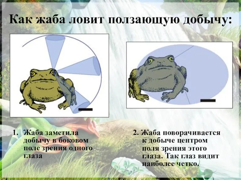 Как жаба ловит ползающую добычу: Жаба заметила добычу в боковом поле зрения
