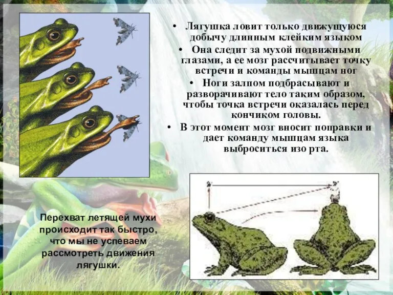 Лягушка ловит только движущуюся добычу длинным клейким языком Она следит за мухой