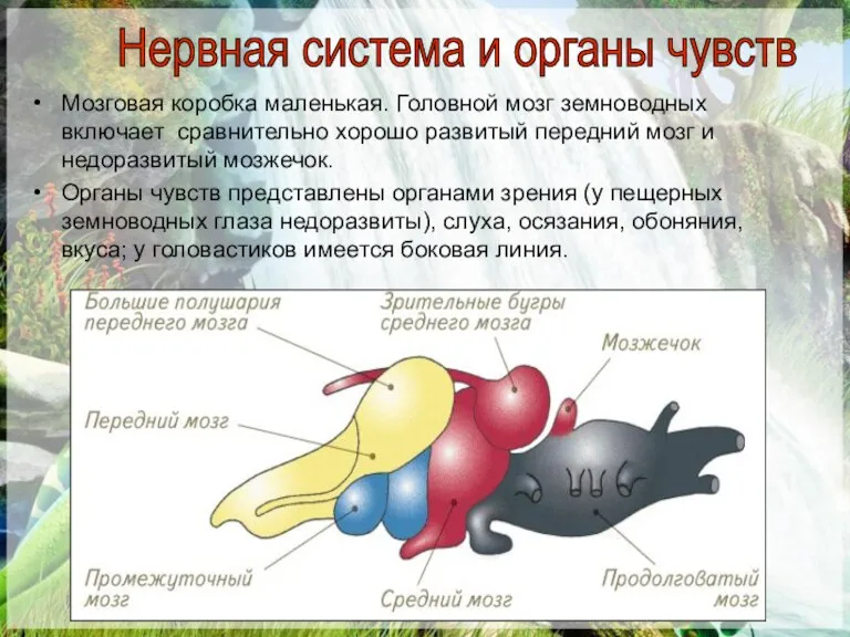 Мозговая коробка маленькая. Головной мозг земноводных включает сравнительно хорошо развитый передний мозг