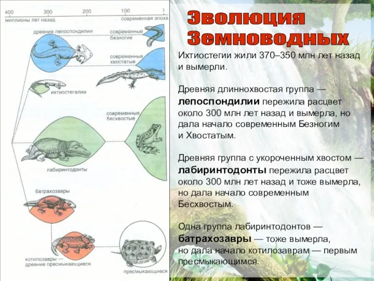 Эволюция Земноводных Ихтиостегии жили 370–350 млн лет назад и вымерли. Древняя длиннохвостая