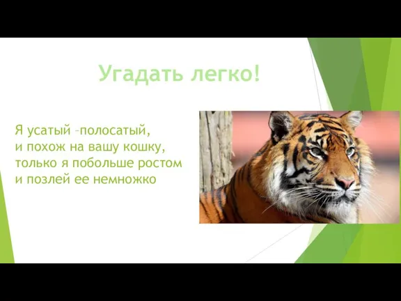 Я усатый –полосатый, и похож на вашу кошку, только я побольше ростом