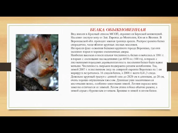 БЕЛКА ОБЫКНОВЕННАЯ Вид внесен в Красный список МСОП, охраняется Бернской конвенцией. Населяет