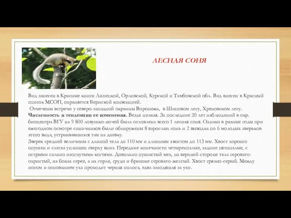 ЛЕСНАЯ СОНЯ Вид занесен в Красные книги Липецкой, Орловской, Курской и Тамбовской