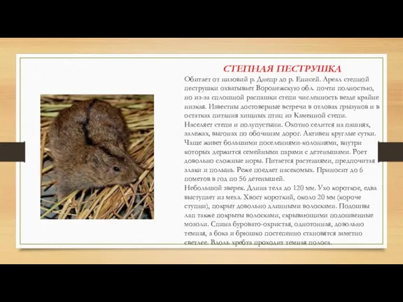 СТЕПНАЯ ПЕСТРУШКА Обитает от низовий р. Днепр до р. Енисей. Ареал степной