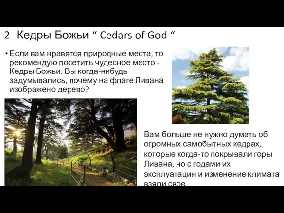 Если вам нравятся природные места, то рекомендую посетить чудесное место - Кедры