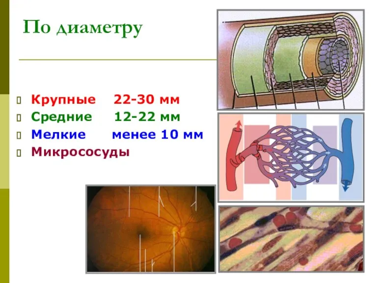 По диаметру Крупные 22-30 мм Средние 12-22 мм Мелкие менее 10 мм Микрососуды