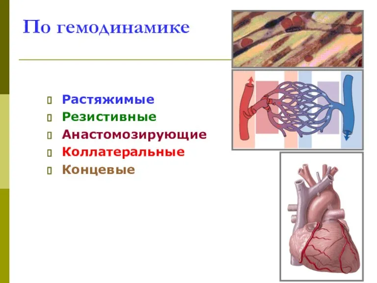 По гемодинамике Растяжимые Резистивные Анастомозирующие Коллатеральные Концевые