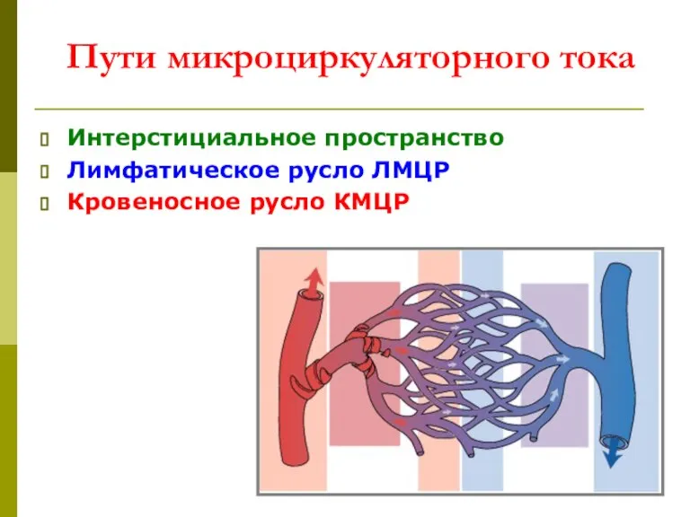 Пути микроциркуляторного тока Интерстициальное пространство Лимфатическое русло ЛМЦР Кровеносное русло КМЦР