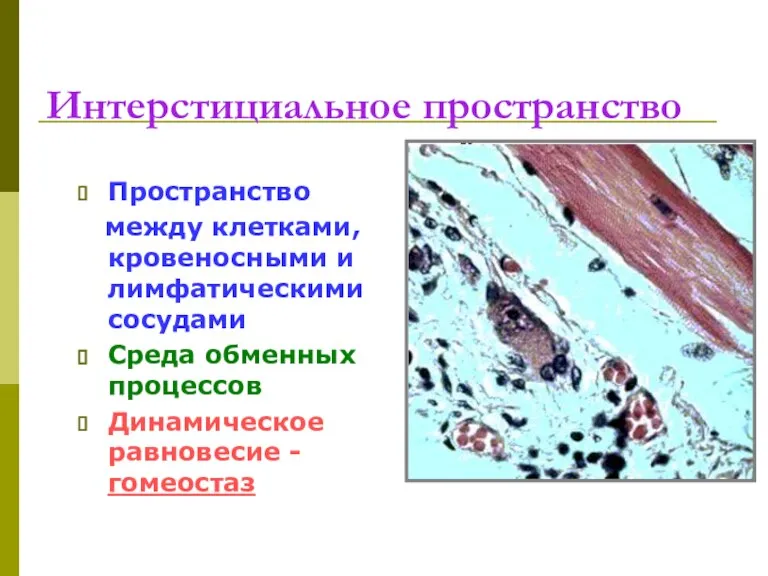 Интерстициальное пространство Пространство между клетками, кровеносными и лимфатическими сосудами Среда обменных процессов Динамическое равновесие - гомеостаз