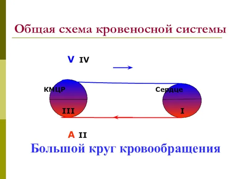 Общая схема кровеносной системы V IV КМЦР Сердце III I A II Большой круг кровообращения