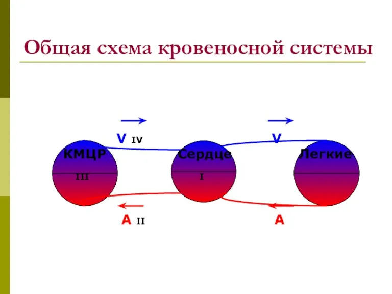 Общая схема кровеносной системы V IV V КМЦР Сердце Легкие III I A II A