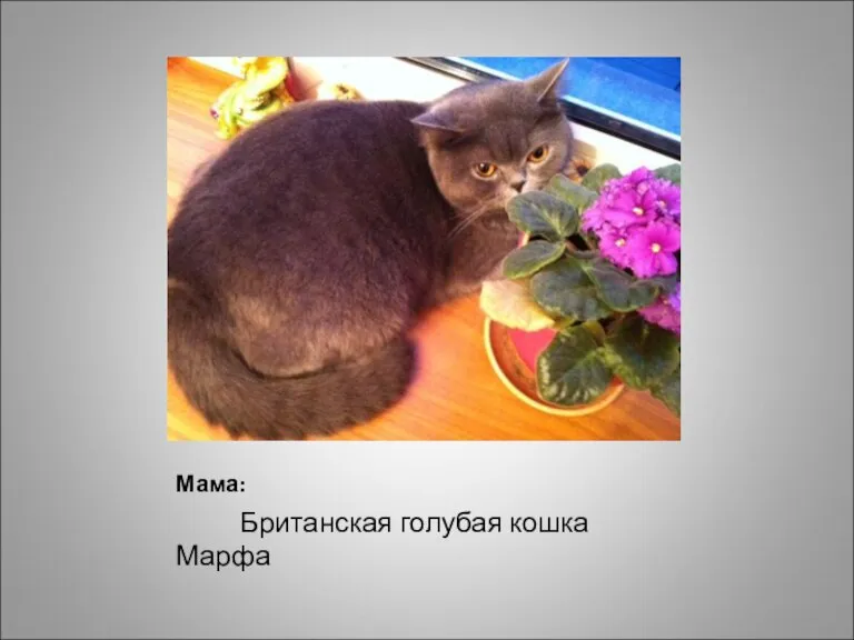 Мама: Британская голубая кошка Марфа