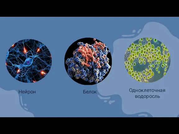 Нейрон Одноклеточная водоросль Белок