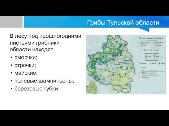 Грибы Тульской области В лесу под прошлогодними листьями грибники области находят: сморчки;