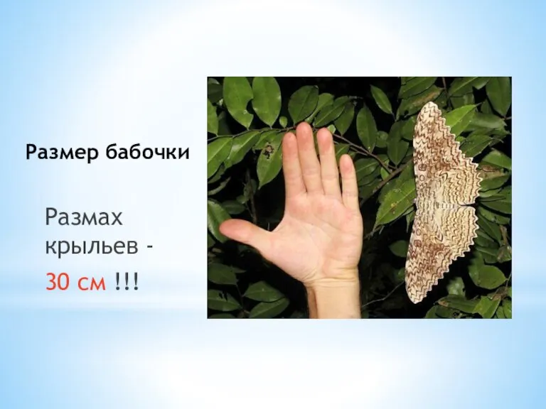 Размер бабочки Размах крыльев - 30 см !!!