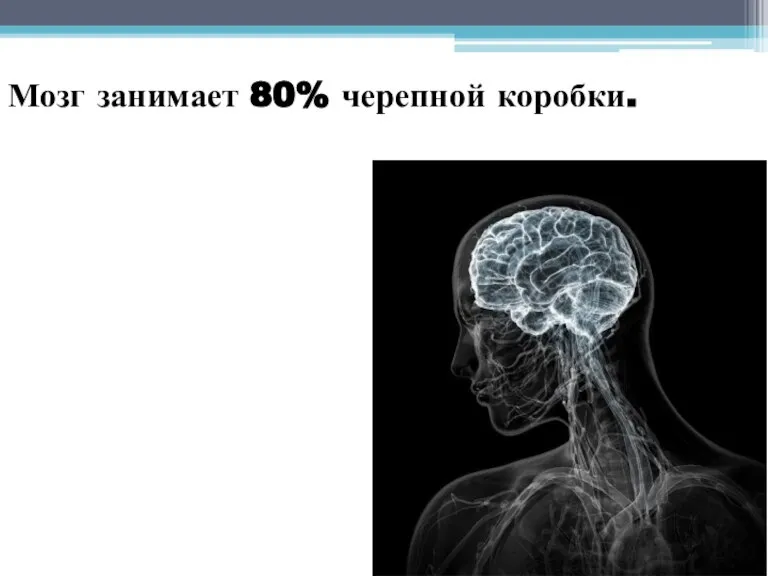 Мозг занимает 80% черепной коробки.