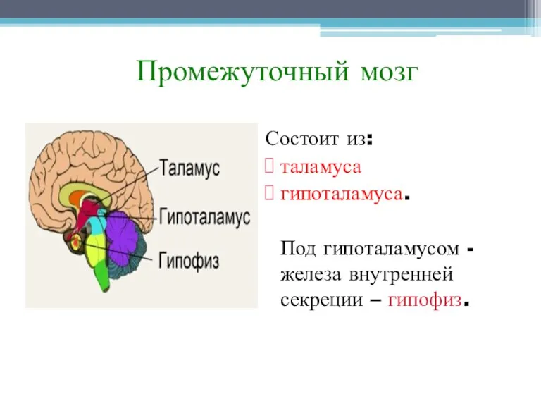 Промежуточный мозг Состоит из: таламуса гипоталамуса. Под гипоталамусом - железа внутренней секреции – гипофиз.