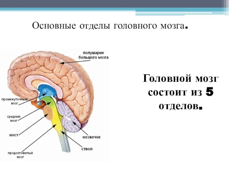 Головной мозг состоит из 5 отделов. Основные отделы головного мозга.