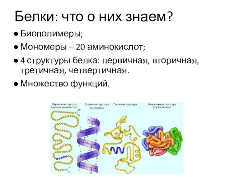 Белки: что о них знаем? Биополимеры; Мономеры – 20 аминокислот; 4 структуры