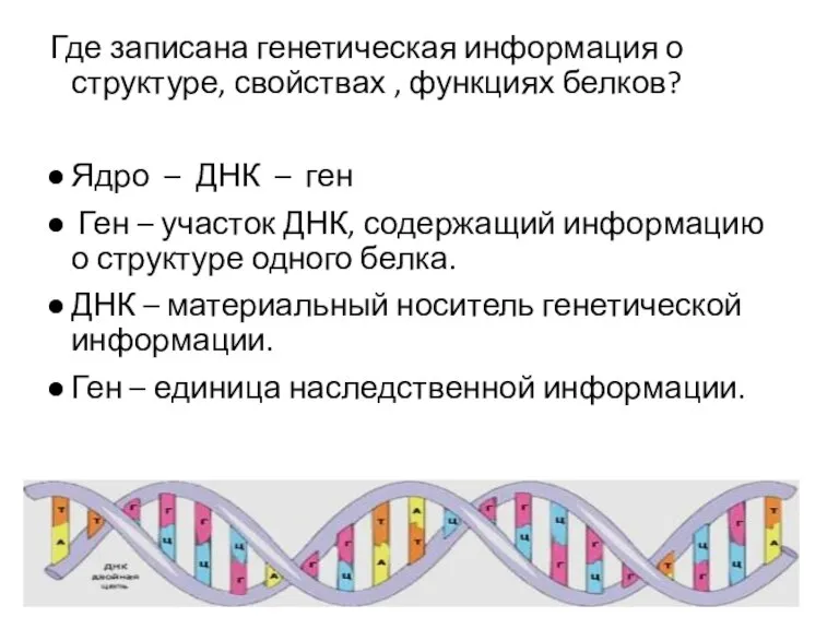 Где записана генетическая информация о структуре, свойствах , функциях белков? Ядро –