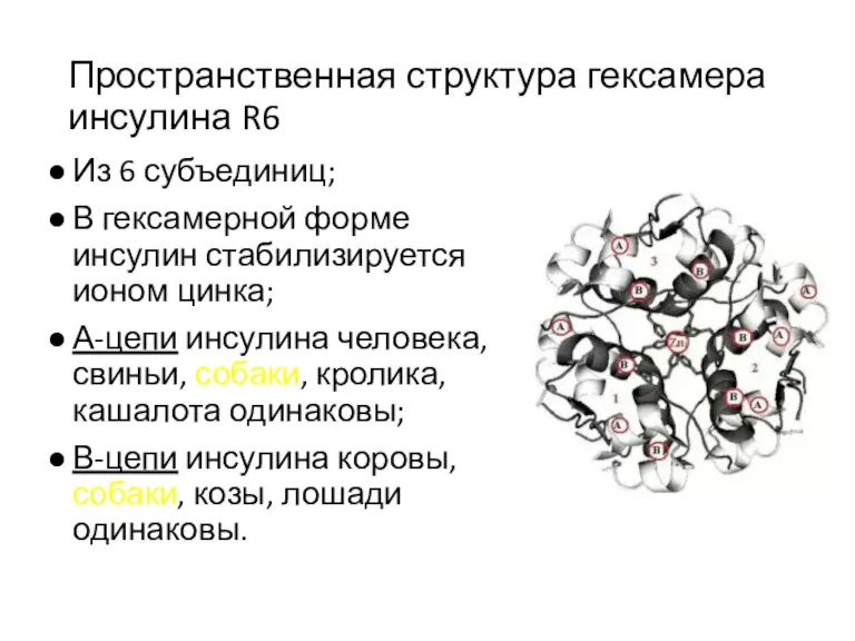 Пространственная структура гексамера инсулина R6 Из 6 субъединиц; В гексамерной форме инсулин