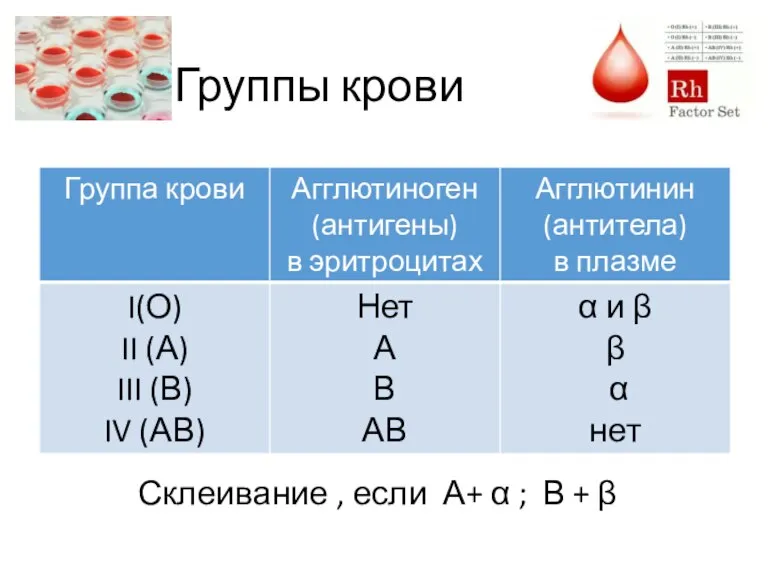 Группы крови Склеивание , если А+ α ; В + β