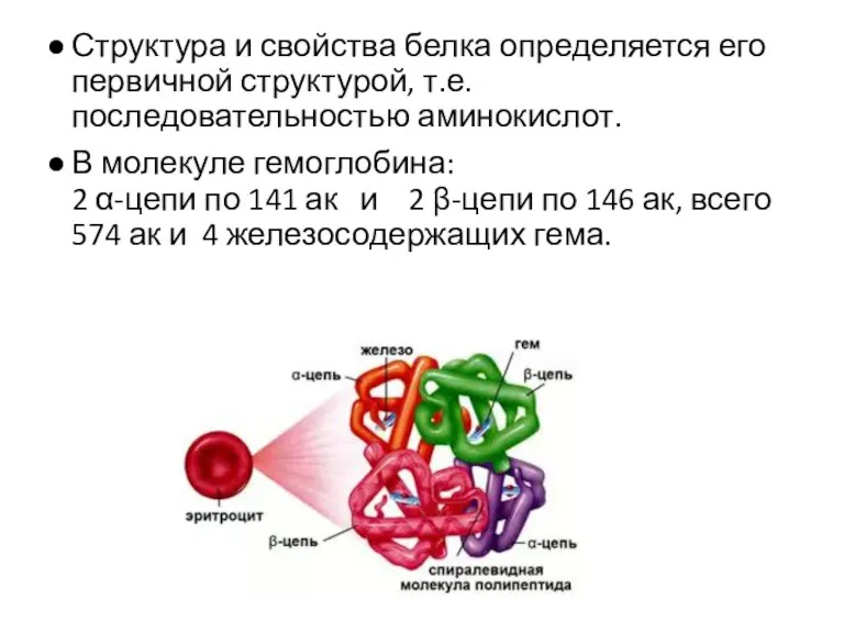 Структура и свойства белка определяется его первичной структурой, т.е. последовательностью аминокислот. В