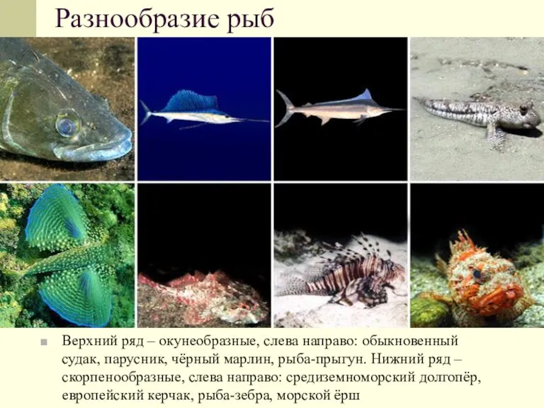 Разнообразие рыб Верхний ряд – окунеобразные, слева направо: обыкновенный судак, парусник, чёрный