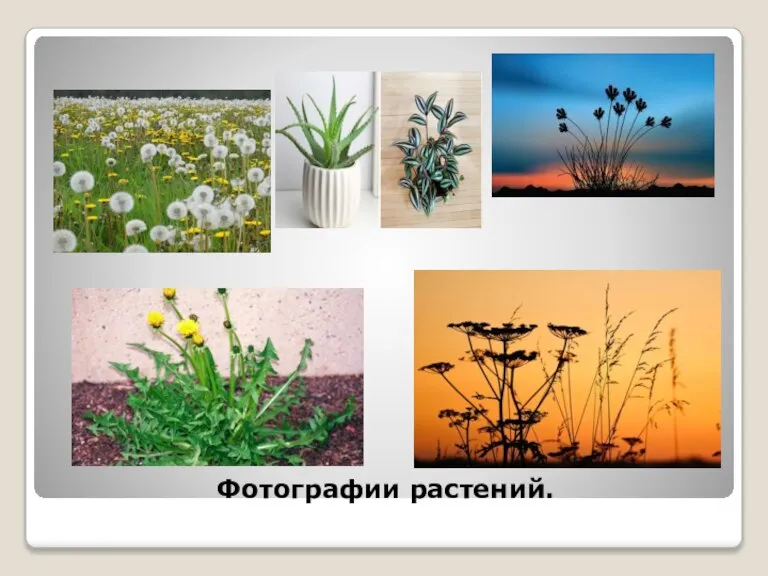 Фотографии растений.