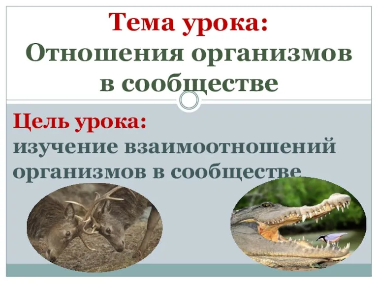 Тема урока: Отношения организмов в сообществе Цель урока: изучение взаимоотношений организмов в сообществе