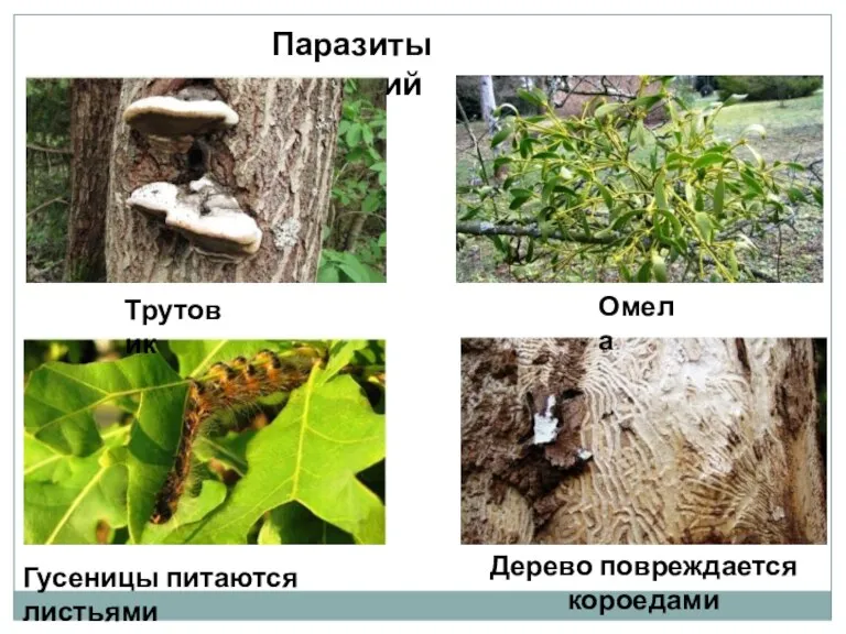 Паразиты растений Трутовик Омела Гусеницы питаются листьями Дерево повреждается короедами
