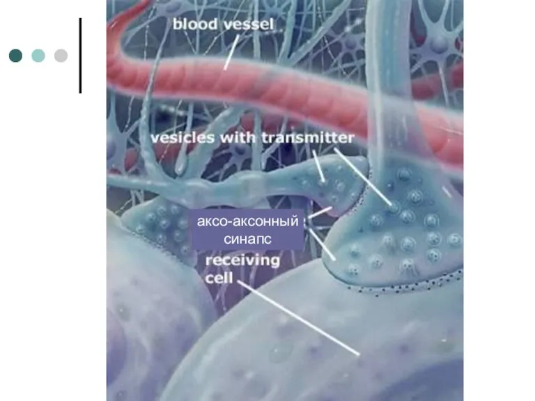 аксо-аксонный синапс