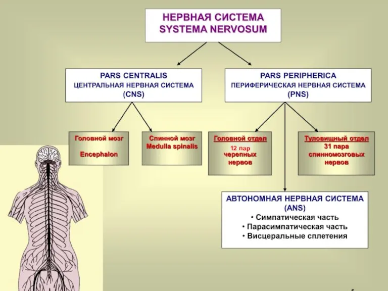 12 пар