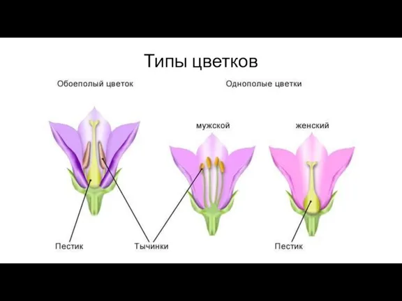 Типы цветков