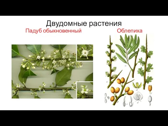 Двудомные растения Падуб обыкновенный Облепиха