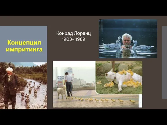 Концепция импритинга Конрад Лоренц 1903- 1989