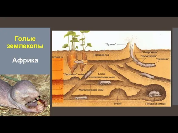 Голые землекопы Африка