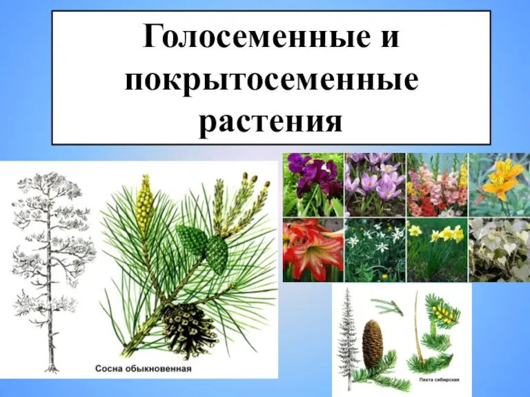 Голосеменные и покрытосеменные растения