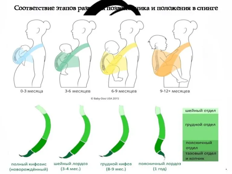 Соответствие этапов развития позвоночника и положения в слинге