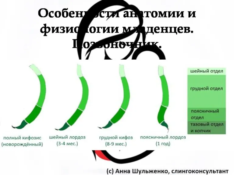 Особенности анатомии и физиологии младенцев. Позвоночник.