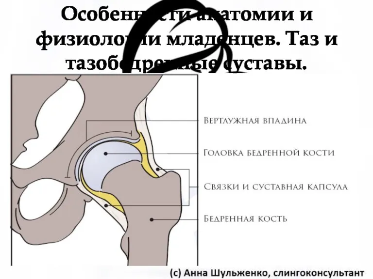 Особенности анатомии и физиологии младенцев. Таз и тазобедренные суставы.